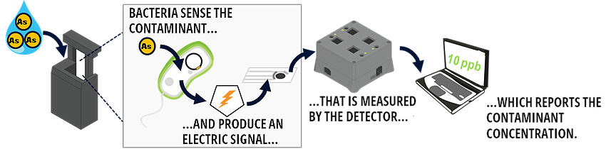 FREDsense electrochemical detector system